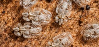 Precizările Primăriei Capitalei privind apariția unor insecte care provoacă incomoditate cetățenilor