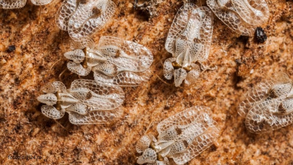 Precizările Primăriei Capitalei privind apariția unor insecte care provoacă incomoditate cetățenilor