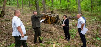 Natalia Gavrilița a fost la Călărași să vadă cum decurge procesul de repartizare a lemnelor de foc către cetățeni