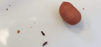Un lot de arahide cu dăunători în stare vie – depistat de ANSA