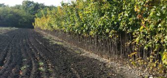 Pepinierele „Moldsilva” numără circa 13 mln. puieți pentru plantări