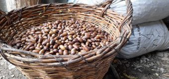„Moldsilva” recoltează semințele pentru obținerea puieților pentru plantare