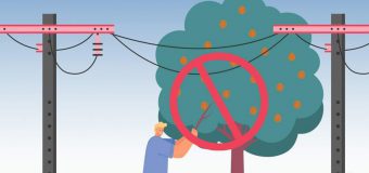 Nu culegeți nucile din apropierea rețelelor electrice!