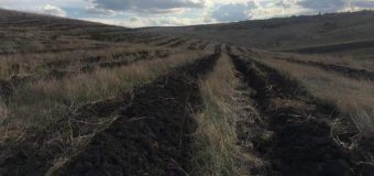 „Moldsilva” – în proces de împădurire a mai multor suprafețe din țară