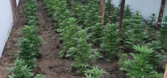 Seră pentru cultivarea cânepii în Hâncești. Cinci bănuiți au fost reținuți