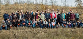 (FOTO) Guvernul a înverzit 3 hectare