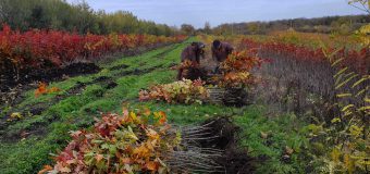Noiembrie – luna plantărilor de arbori. Doritorii se pot adresa la „Moldsilva”