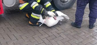 O lebădă a rămas blocată într-un canal de evacuare a apei