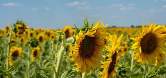 Grupul Trans-Oil: Misiunea noastră – să fim o sursă de siguranță și încredere pentru fermierii din Republica Moldova