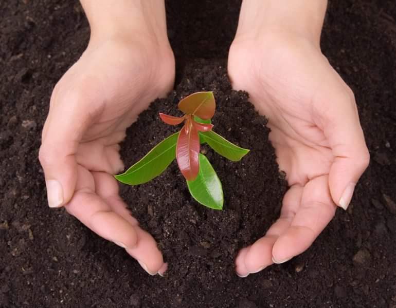 Astăzi este marcată Ziua Mondială a Solului