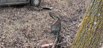 O tânără a decedat într-un accident rutier