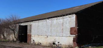 Patru bărbați au furat 1 500 kg de semințe de floarea-soarelui