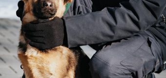 Activitatea a cinci echipe canine ale Poliției de Frontieră în anul 2022