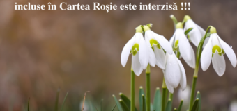 Agenția de Mediu atenționează! NU SE PERMITE vânzarea florilor de primăvară incluse în Cartea Roșie