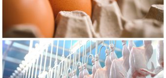 Republica Moldova a obținut, în premieră, dreptul să exporte, în Uniunea Europeană, carne procesată de pasăre  și ouă de consum