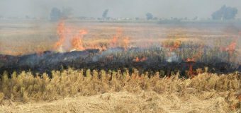 Agenția de Mediu roagă cetățenii să nu dea foc frunzelor, miriștilor, resturilor vegetale și vegetației uscate