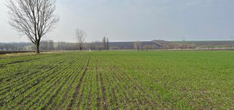 ICCC „Selecția” va produce semințe de grâu destinate cultivării în sistem ecologic