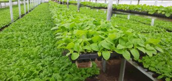 MAIA analizează perspectivele de revitalizare a industriei de tutun
