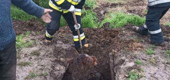 Un cal a căzut într-o de canalizare