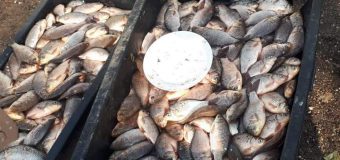 Rezultatele controalelor ANSA la respectarea cerințelor de transportare a peștelui viu