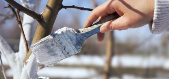 Primăria Chișinău îndeamnă cetățenii să evite văruitul arborilor din oraș