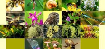 Astăzi marcăm Ziua Internațională a Biodiversității