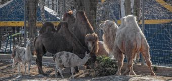 Grădina Zoologică – 45 ani de la fondare! Primăria a pregătit mai multe surprize