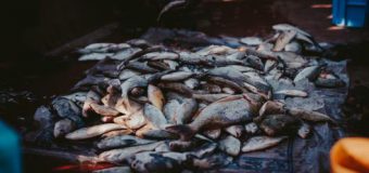 Acțiune de populare cu pește de specia crap pe râul Prut