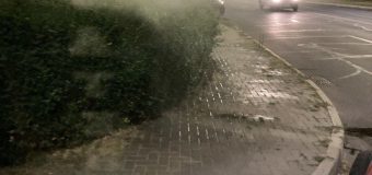 Primăria Capitalei ia măsuri împotriva Tigrului platanului