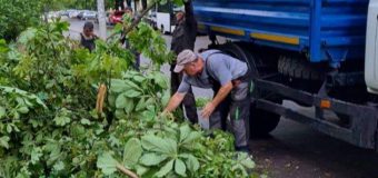 (FOTO) Vântul puternic de ieri a rupt mai mulți copaci în Capitală