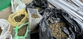 Doi bărbați din Cahul cultivau și vindeau marijuana