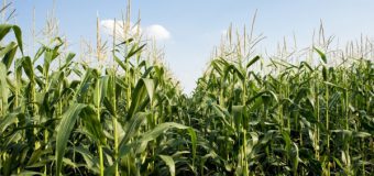 ANSA – sesizată despre invadarea unor terenuri agricole de lăcuste