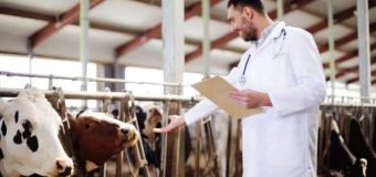 Tinerii specialiști cu studii în medicina veterinară vor primi compensații și o îndemnizație unică de 15 salarii medii pe economie