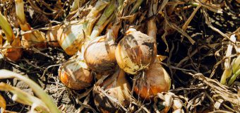 Exportul de legume moldovenești în Ucraina este în continuă creștere