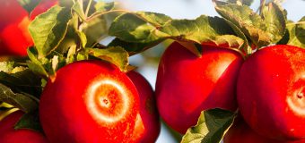 La Soroca va avea loc Festivalul Național al Mărului