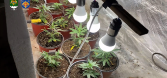 Patru arestați și o captură de marijuana de 2,5 mln. lei, în trei regiuni din țară