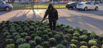 (FOTO) Crizanteme în toată Capitala, de toate culorile