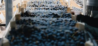 Republica Moldova exportă un volum mai mare de struguri decât anul trecut