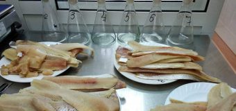 ANSA: În peștele congelat și fructele de mare este prea multă gheață