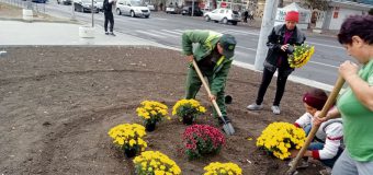 (FOTO) Chișinăul prinde culoare! Peste 16 mii de crizanteme sunt plantate