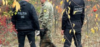 Captură de marijuana de circa 3 milioane lei lângă Mileștii Mici. O parte era într-o seră improvizată, iar o parte – într-un butoi de plastic!