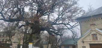 Starea stejarului lui Ștefan cel Mare a fost examinată de autoritățile de mediu și reprezentanții mediului academic