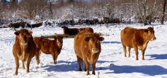 ANSA atenționează proprietarii de animale: Sănătatea animalelor depinde de condițiile în care acestea vor ierna