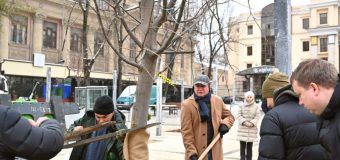 (FOTO) În locul arborilor vechi, au fost plantați 18 arbori noi în Scuarul Mihai Eminescu
