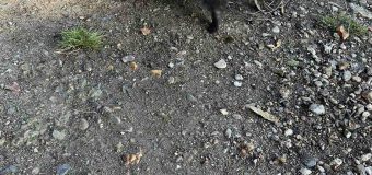 (FOTO) Un bursuc – salvat din captivitate