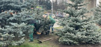 (FOTO) Brazi noi lângă Arcul de Triumf