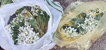 Poliția a sancționat trei persoane depistate cu o cantitate mare de ghiocei în mașină