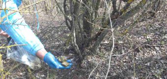 ANSA a dat start campaniei de vaccinare antirabică a vulpilor