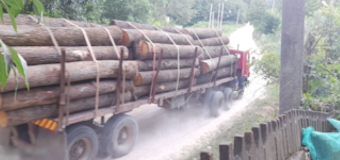 Contrabandă cu masă lemnoasă pentru Bulgaria și Polonia, de circa 700 mii lei: doi bărbați din Edineț – trimiși în judecată