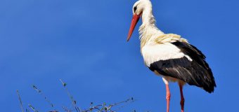 Astăzi este Ziua Internațională a Păsărilor